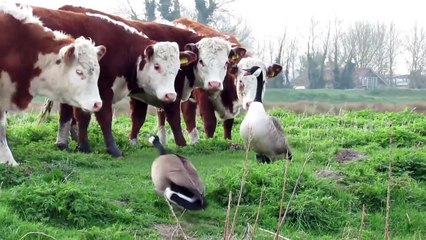 Animals That Messed With The Wrong Opponent