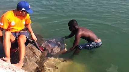 30 Interesting Animal Moments Filmed On The Beach