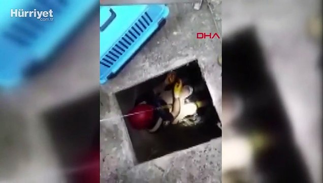 Yavru kediyi düştüğü kuyudan kurtardı, elleriyle yıkadı