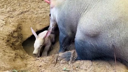 30 Interesting Desert Moments Caught On Camera