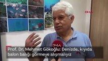 Prof. Dr. Mehmet Gökoğlu: Denizde, kıyıda balon balığı görmeye alışmalıyız