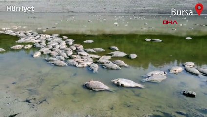 Göletteki su çekildi, balıklar öldü