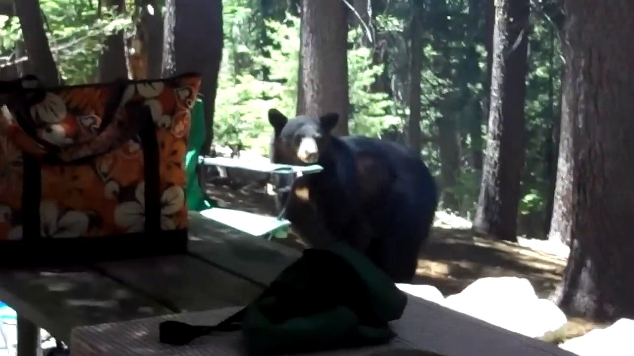 Dangerous Animals CAUGHT Being Friendly
