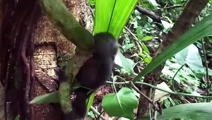 100 Interesting Animal Moments Caught On Camera #2