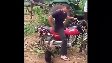 30 Hilarious Moments of Animals Misbehaving