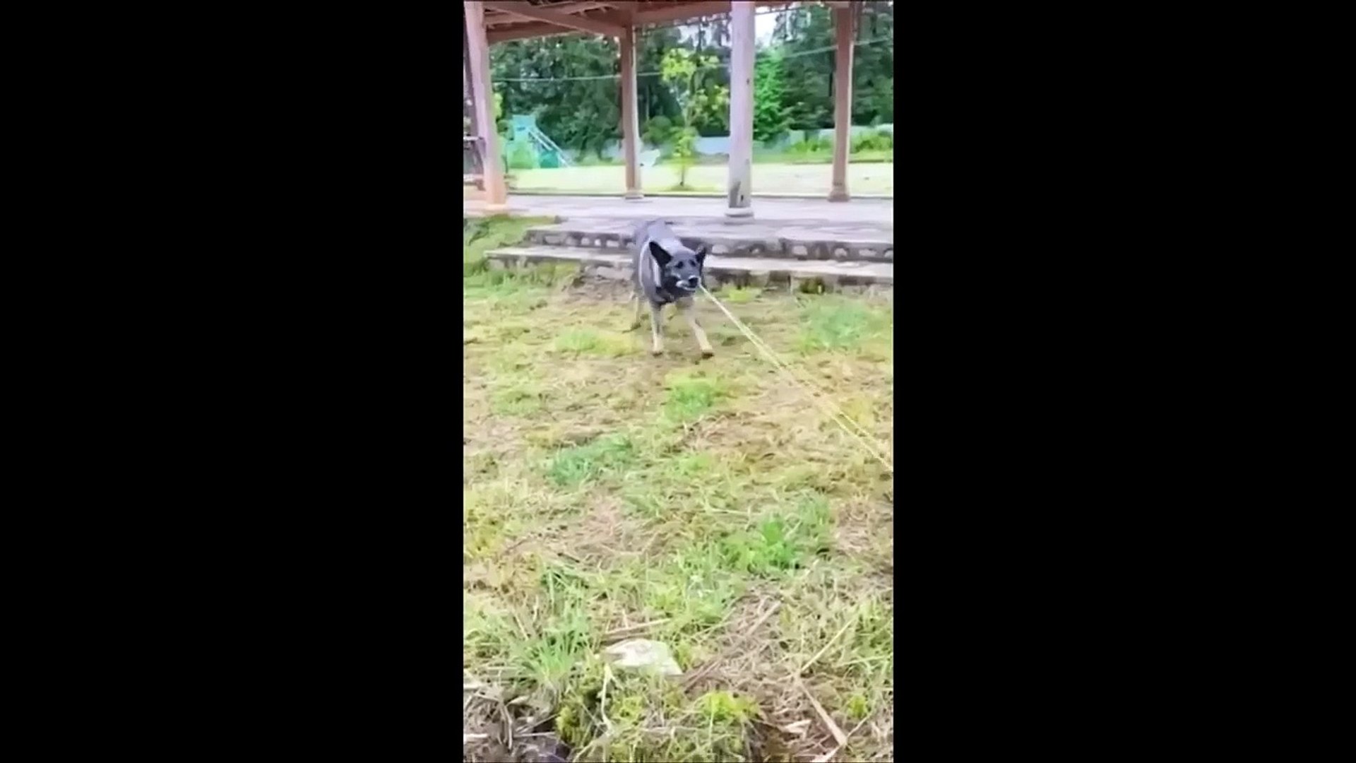 Animals Saving Other Animals