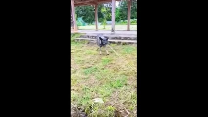 Animals Saving Other Animals