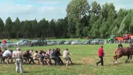 Animals Going GOD Mode