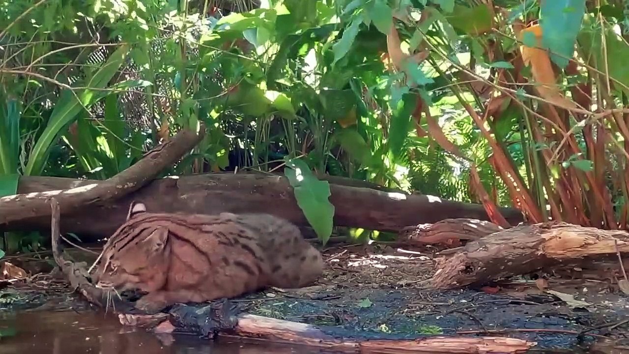 30 Interesting Animal Moments In The Jungle