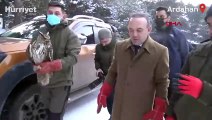 Soğuktan bitkin düşen puhu kuşu, rehabilite edilip doğaya salındı