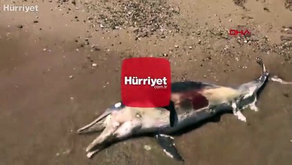 Antalya'da ölü yunus karaya vurdu