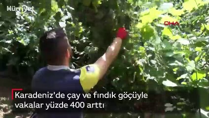 Karadeniz'de çay ve fındık göçüyle vakalar yüzde 400 arttı