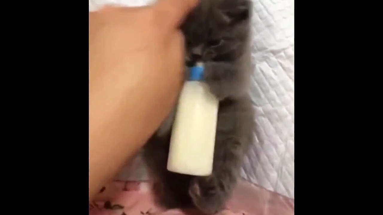 leave me alone with my bottle | kitten best food