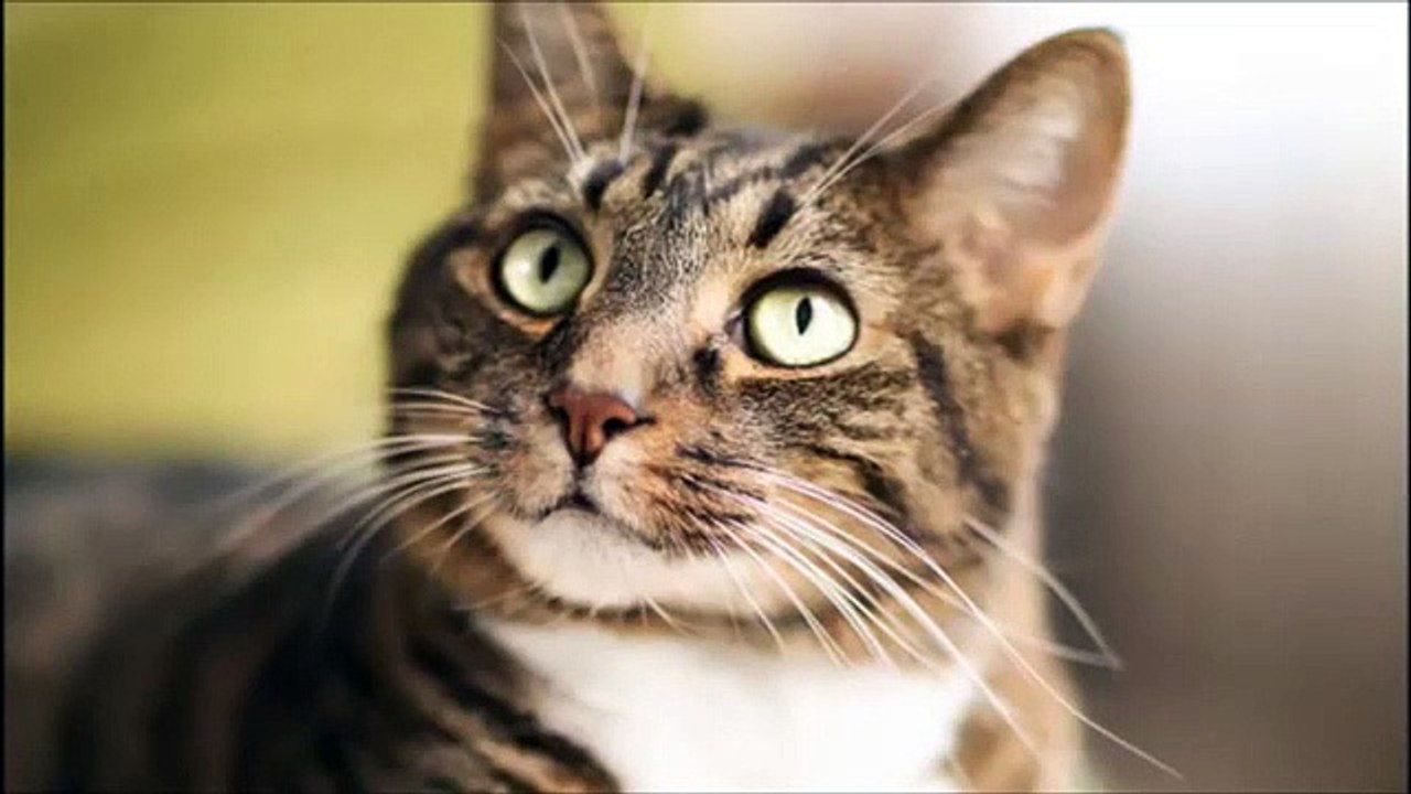 cat sound