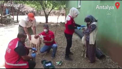 Yangından etkilenen keçilere UMKE ekipleri müdahale etti