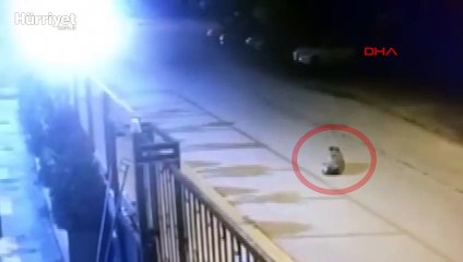 Tuzla'da kamyonetin ezdiği köpek öldü  sürücü durmayarak yoluna devam etti