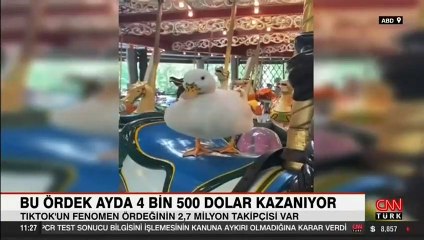 Bu ördek ayda 4 bin 500 dolar kazanıyor