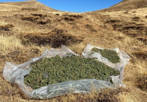 Bingöl haber | Bingöl'de terörün finans kaynağına darbe: 3 milyon kök kenevir ele geçirildi