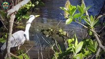 Top 40 Ridiculous Moments When Mighty Herons Displayed Their Hunting Skills