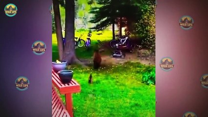 15 Terrible Moments When Animal Mess With the Wrong Cat