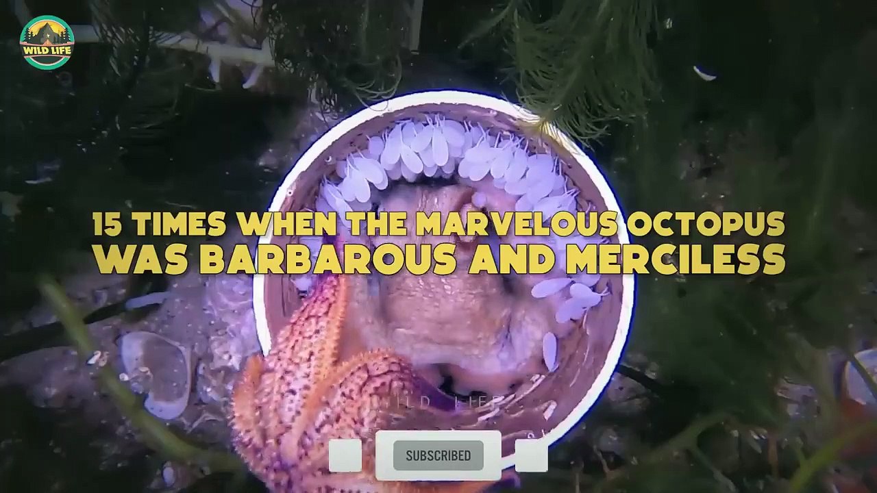 15 Times When The Marvelous Octopus Was Barbarous And Merciless