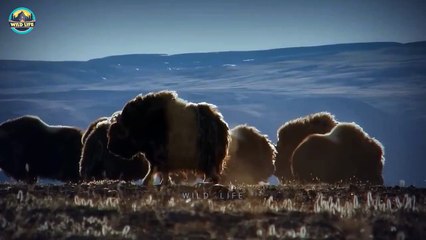 15 Times The Wolf Pack Was On The Prowl