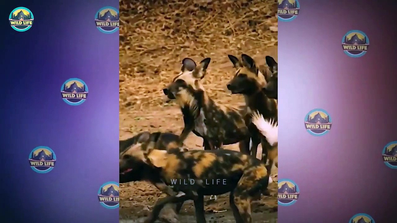 Animals Fighting And Dying Tragically In The Trenches