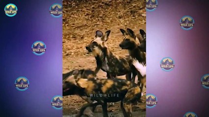 Animals Fighting And Dying Tragically In The Trenches