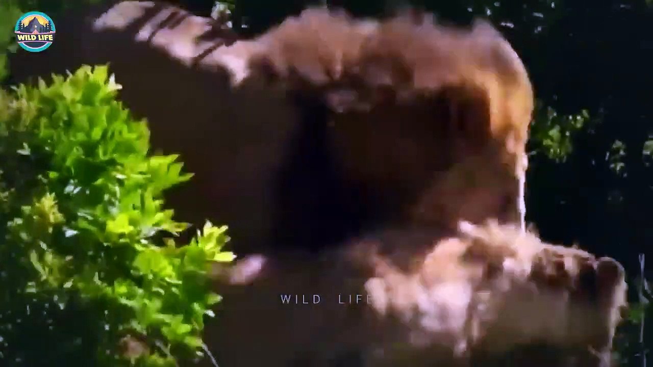 Top Brutal Moments When Lions Showed They Were Kings Of The Bush