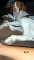 Funny Dog Reaction videos