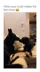 Funny Dog Reaction videos