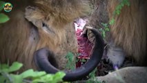 15 Aggressive Lions Ruthlessly Attacking Animals