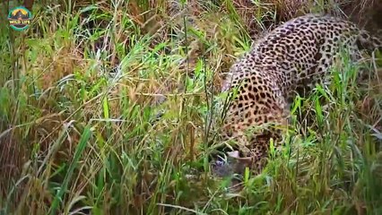 15 Animals That Confront Each Other Mercilessly