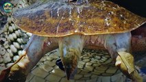 15 Voracious Animals Attacking Turtles Without Pity