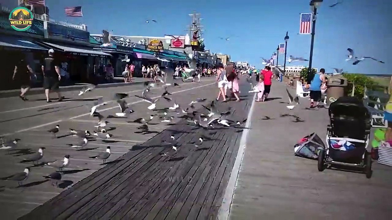 15 Roaming Seagulls Crushing And Swallowing Their Prey Mercilessly