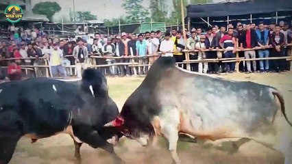 15 Deadly Bulls Ramming And Stabbing Their Opponents Mercilessly