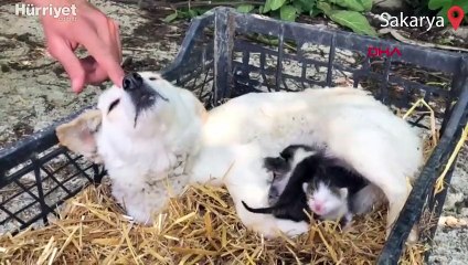 Hamile köpek, yavru kedilere annelik yapıyor