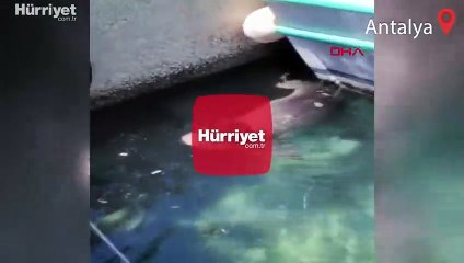 Teknelerin arasında böyle kaydedildi! Görür görmez telefona sarıldılar