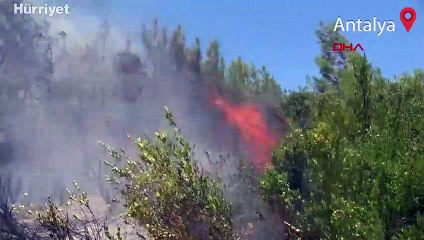 Antalya'da 15 dekar makilik ile zeytin ve çam ağaçları yandı