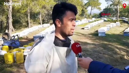Telef olan binlerce arısını kazdığı mezara gömüp başında dua etti