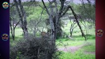 Top 45 Brisk And Swift Hunting Moments By Leopards And Cheetahs In Tropical Grasslands