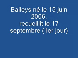 Moi baileys : ma vie