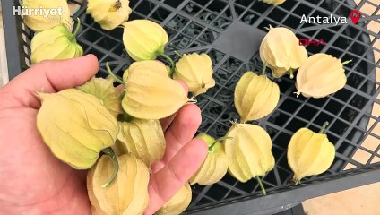 Lif kaynağı altın çileğin 100 gramı 15 TL