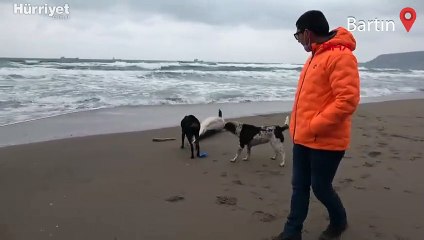 Bartın'da yaklaşık 2 metre boyundaki ölü yunus kıyıya vurdu