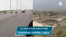 Graban a familia de osos paseando por carretera de Coahuila