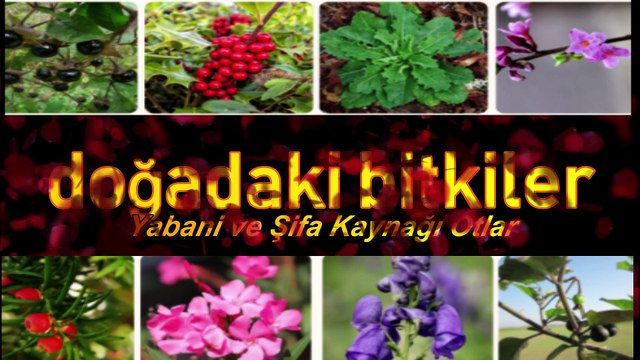 Kırkkilit otu At kuyruğu otu Equisetum Arvense saç bakımı için