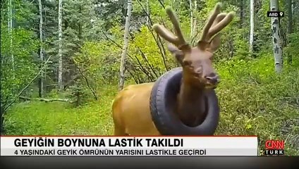 2 yıl boyunca boynunda araba lastiği taşıdı