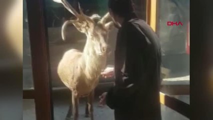 BULUNAN GEYİĞİN 'METE' OLDUĞU ANLAŞILDI