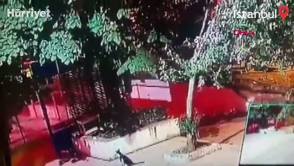 Üsküdar'da kediyi tekmeleyip öldürmüştü! Savunmasıyla 'pes' dedirtti!