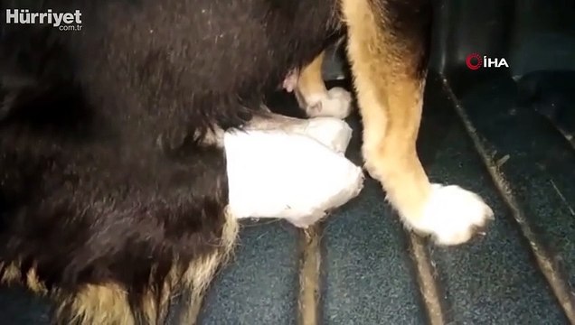 Edirne’de vahşet... 2 bacağı kesilmiş yavru köpek bulundu
